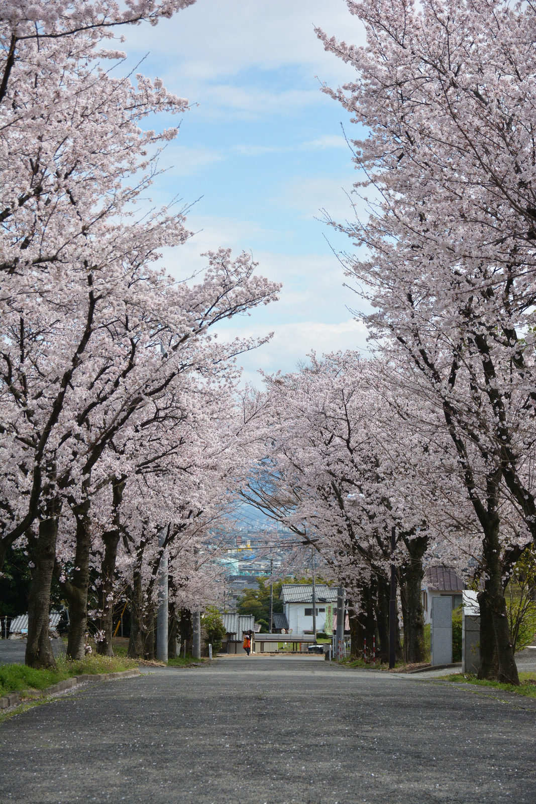 赤坂ソフトパーク桜の写真